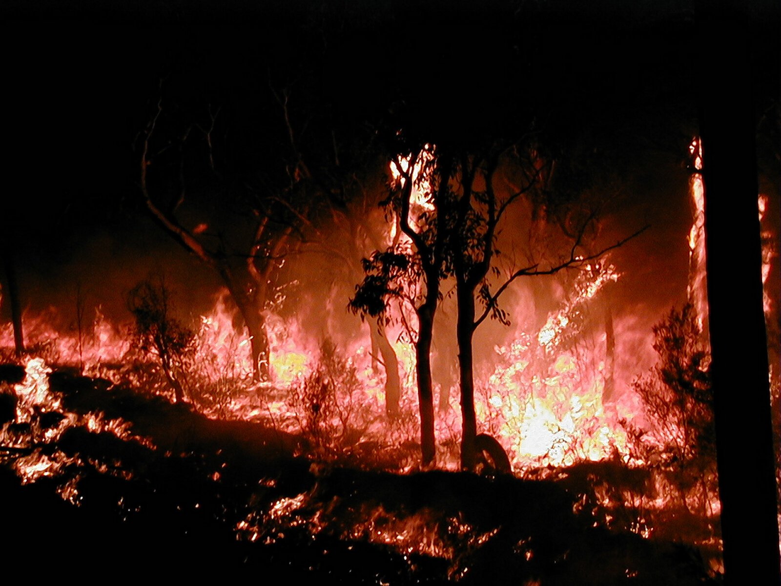 Fire burning through bushland understorey at night, trees silhouetted against the flames